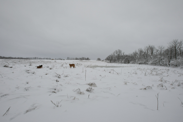 Full Size Image = 1099 K