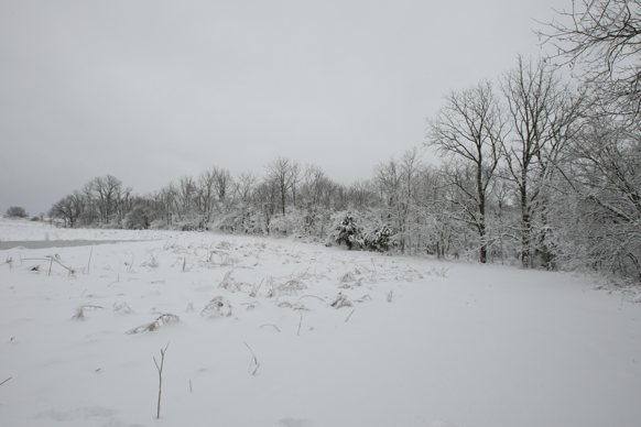 Full Size Image = 1515 K