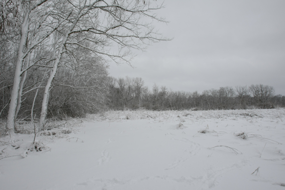 Full Size Image = 1632 K