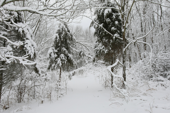 Full Size Image = 2602 K