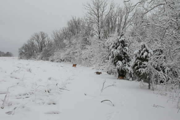 Full Size Image = 1919 K