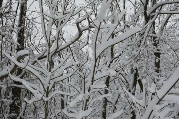 Full Size Image = 2126 K