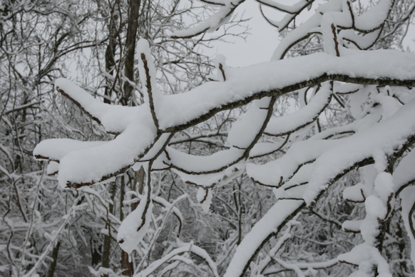 Full Size Image = 1552 K