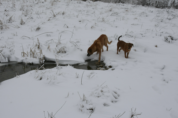 Full Size Image = 1254 K