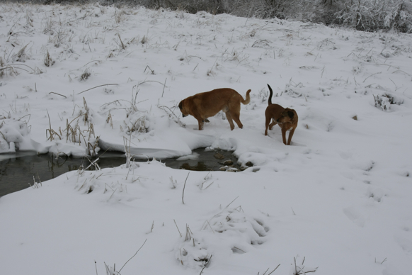 Full Size Image = 1305 K