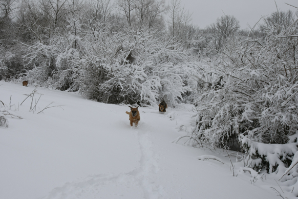 Full Size Image = 2003 K