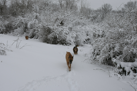 Full Size Image = 1924 K