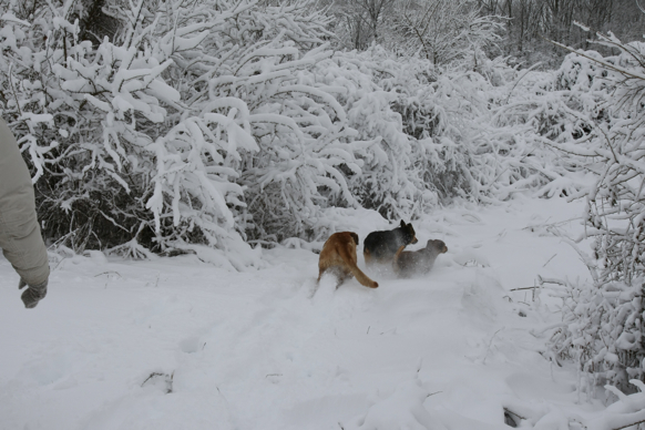 Full Size Image = 1742 K