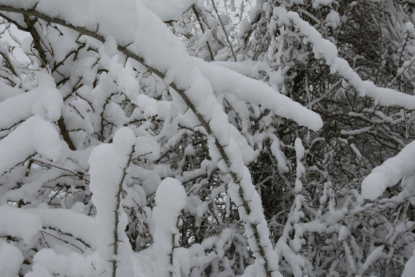 Full Size Image = 1500 K