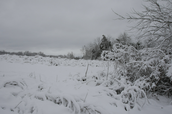 Full Size Image = 1458 K