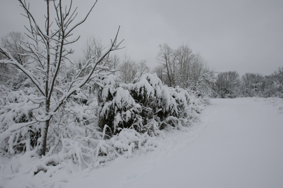 Full Size Image = 1510 K