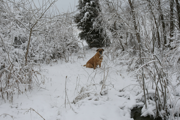 Full Size Image = 2329 K