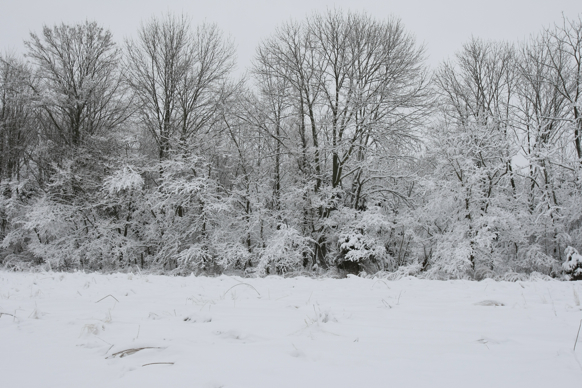 Full Size Image = 2408 K