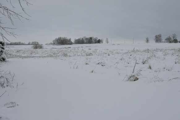 Full Size Image = 1016 K