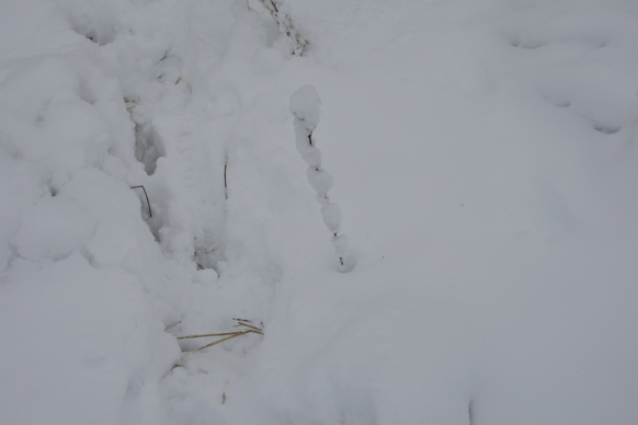 Full Size Image = 916 K