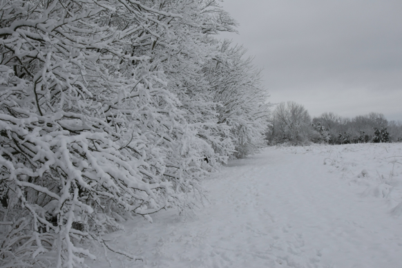 Full Size Image = 1711 K