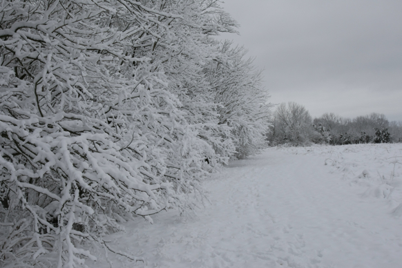 Full Size Image = 1738 K