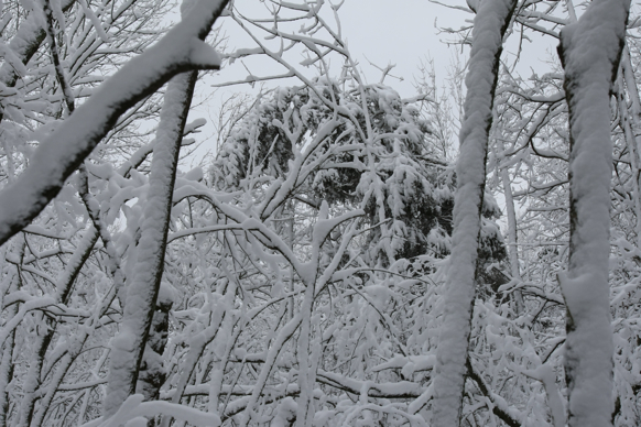 Full Size Image = 2136 K