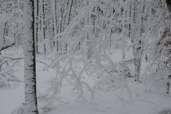 Full Size Image = 1502 K