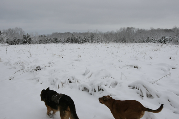 Full Size Image = 1235 K