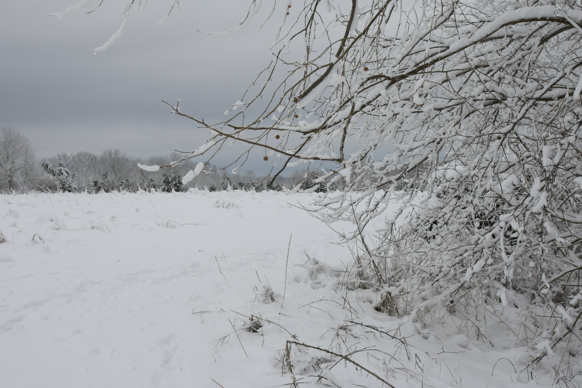 Full Size Image = 1754 K