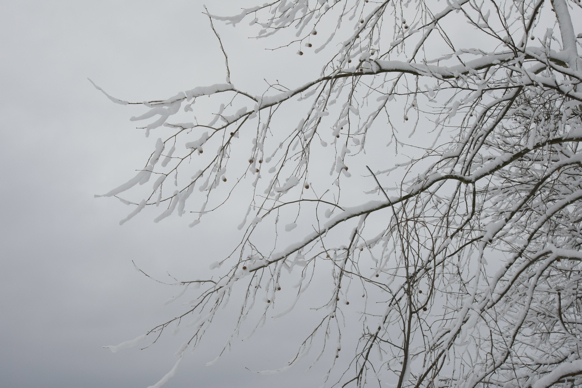 Full Size Image = 1659 K