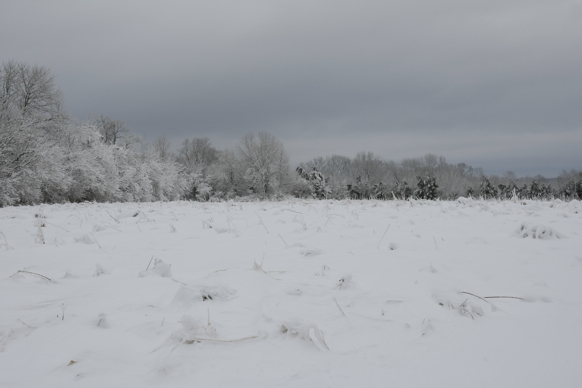 Full Size Image = 1130 K