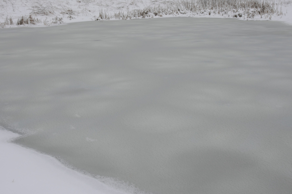 Full Size Image = 1093 K