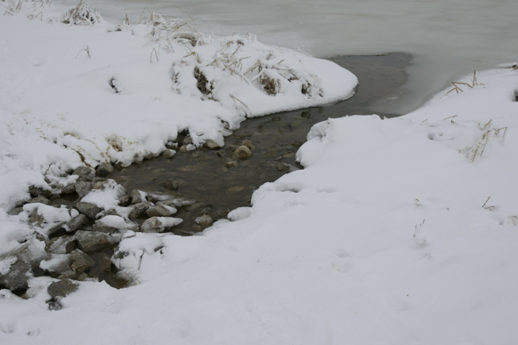 Full Size Image = 1162 K