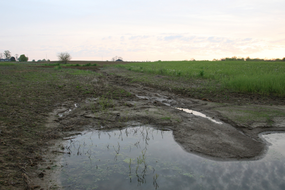 Full Size Image = 1731 K