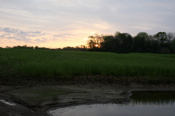 Wetland #1 Sunset