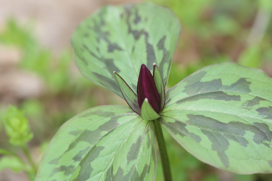 Full Size Image = 717 K