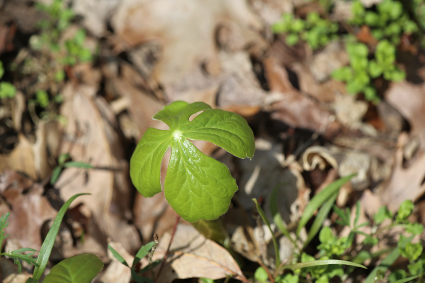 Full Size Image = 691 K