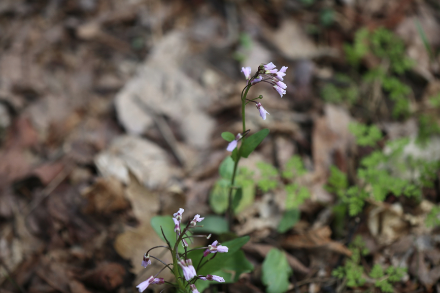 Full Size Image = 584 K