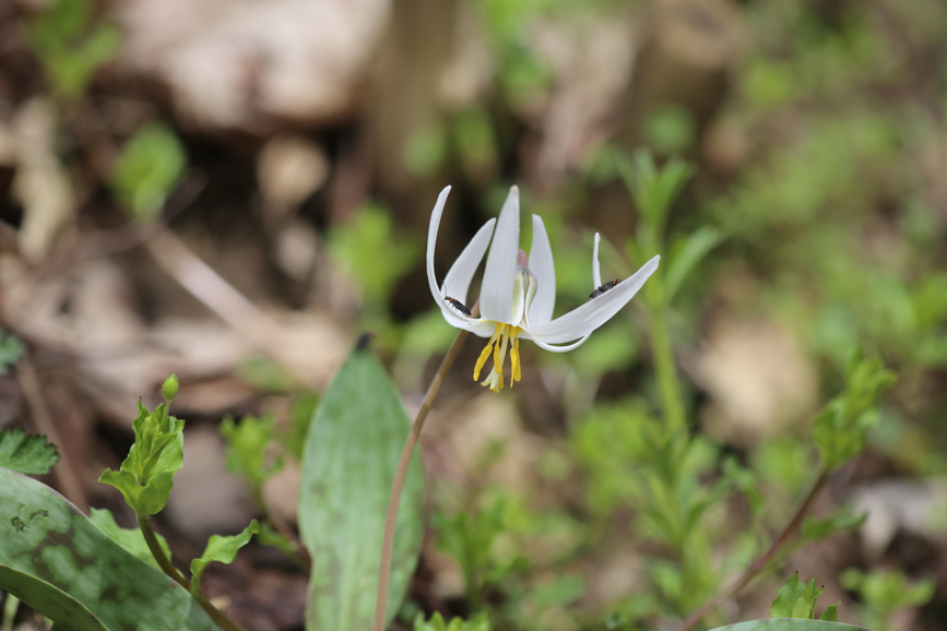 Full Size Image = 568 K