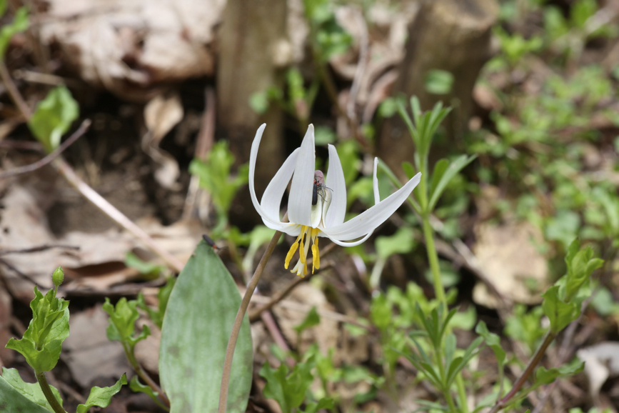 Full Size Image = 831 K