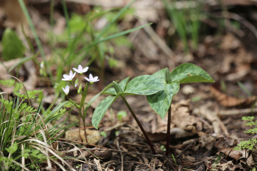 Full Size Image = 853 K