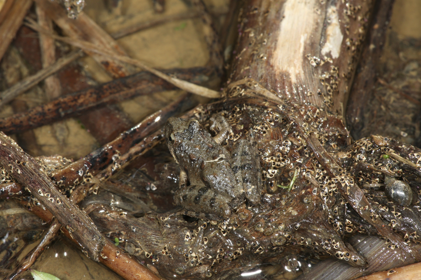 Full Size Image = 1443 K