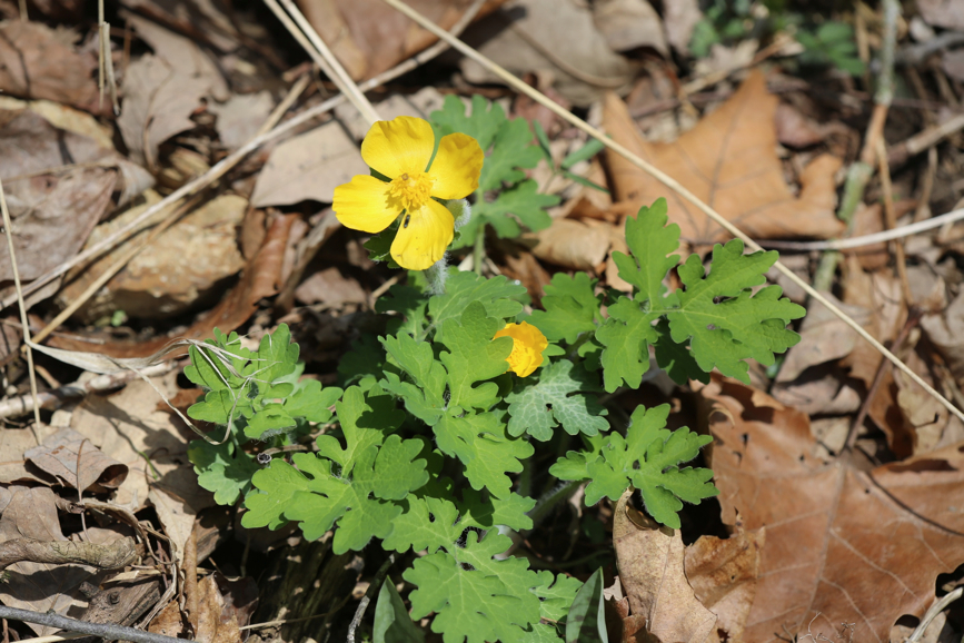 Full Size Image = 1059 K