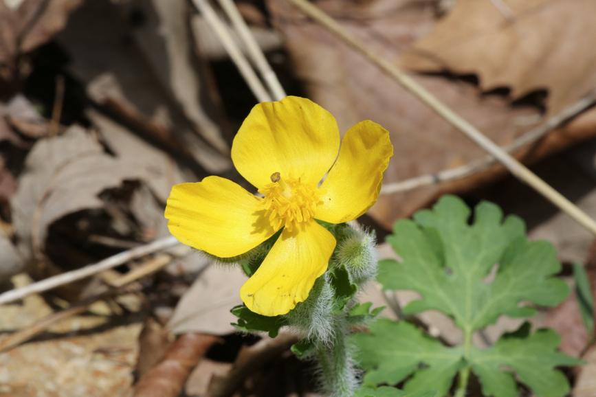 Full Size Image = 800 K