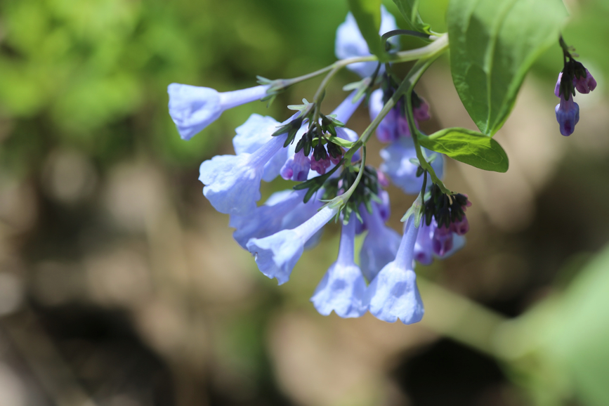 Full Size Image = 543 K