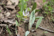 White Trout Lily<br>
Erythronium albidum white trout lily 04 13 13