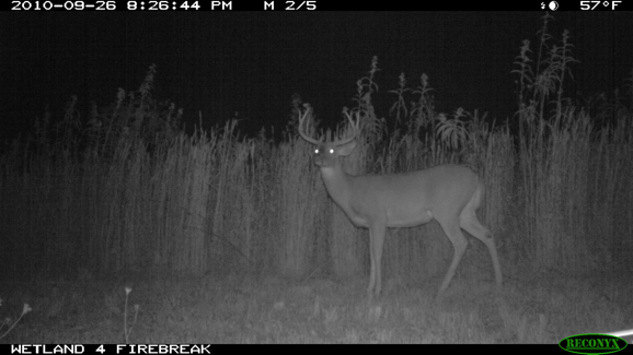 Full Size Image = 231 K