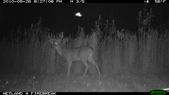 Full Size Image = 234 K