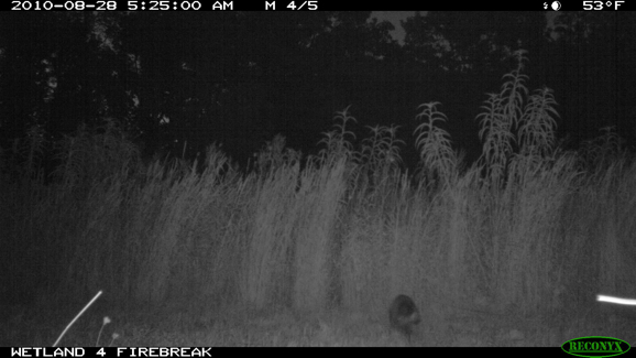 Full Size Image = 239 K