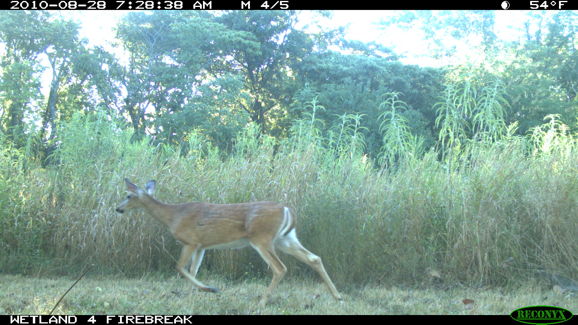 Full Size Image = 463 K