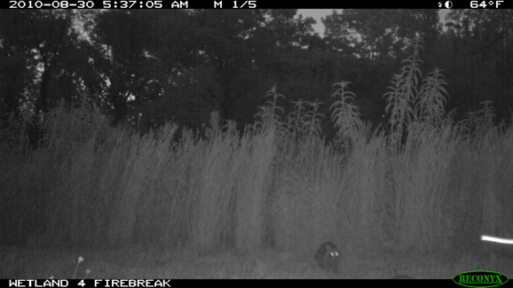 Full Size Image = 252 K