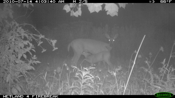 Full Size Image = 212 K