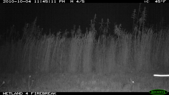 Full Size Image = 232 K