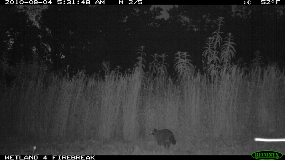 Full Size Image = 240 K